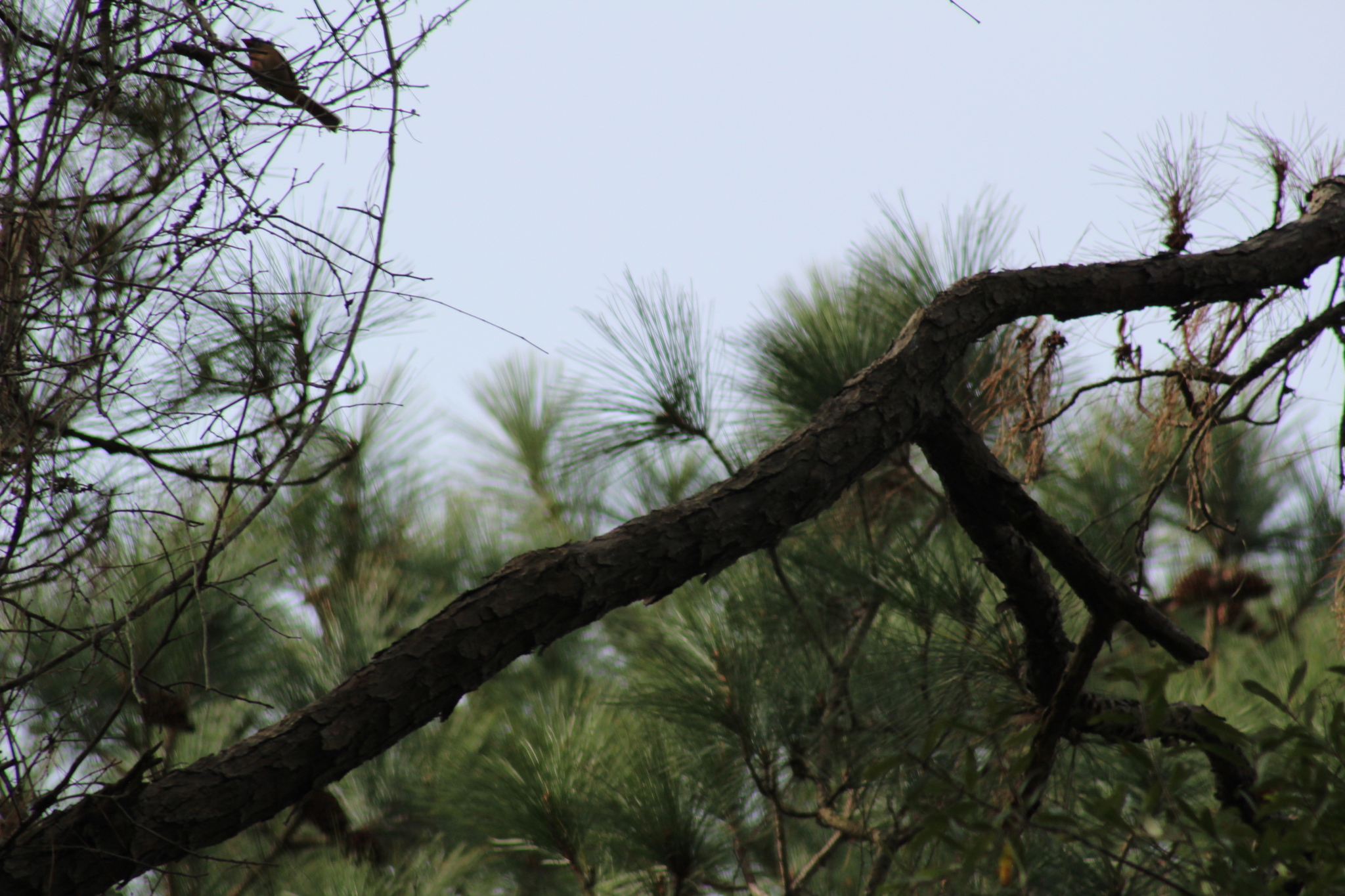 Pine Warbler (Setophaga pinus), photo 8