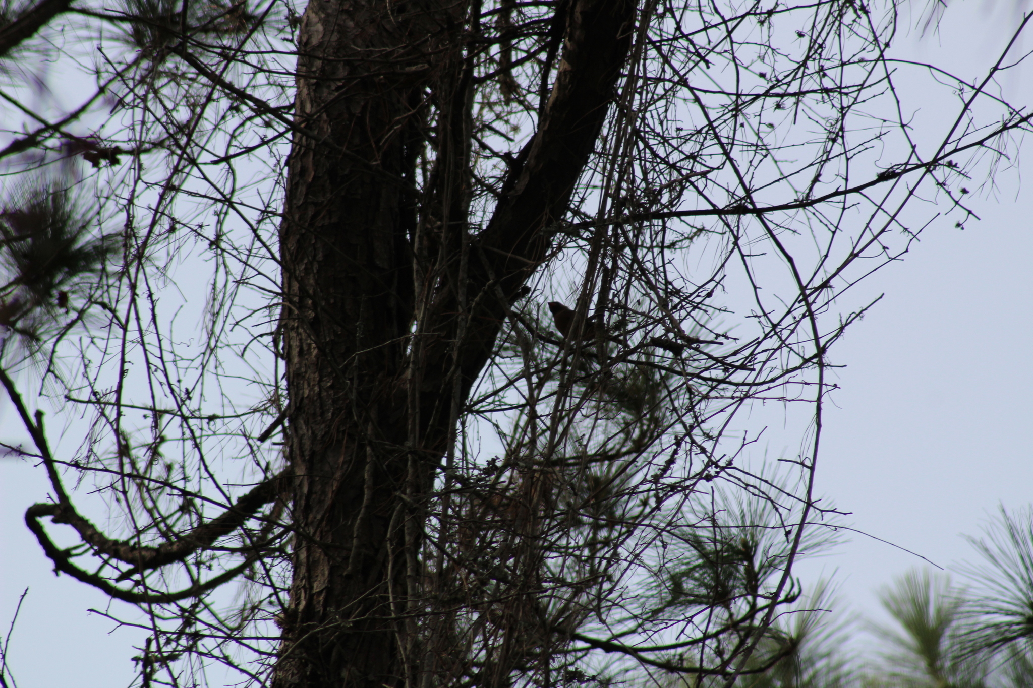 Pine Warbler (Setophaga pinus), photo 9