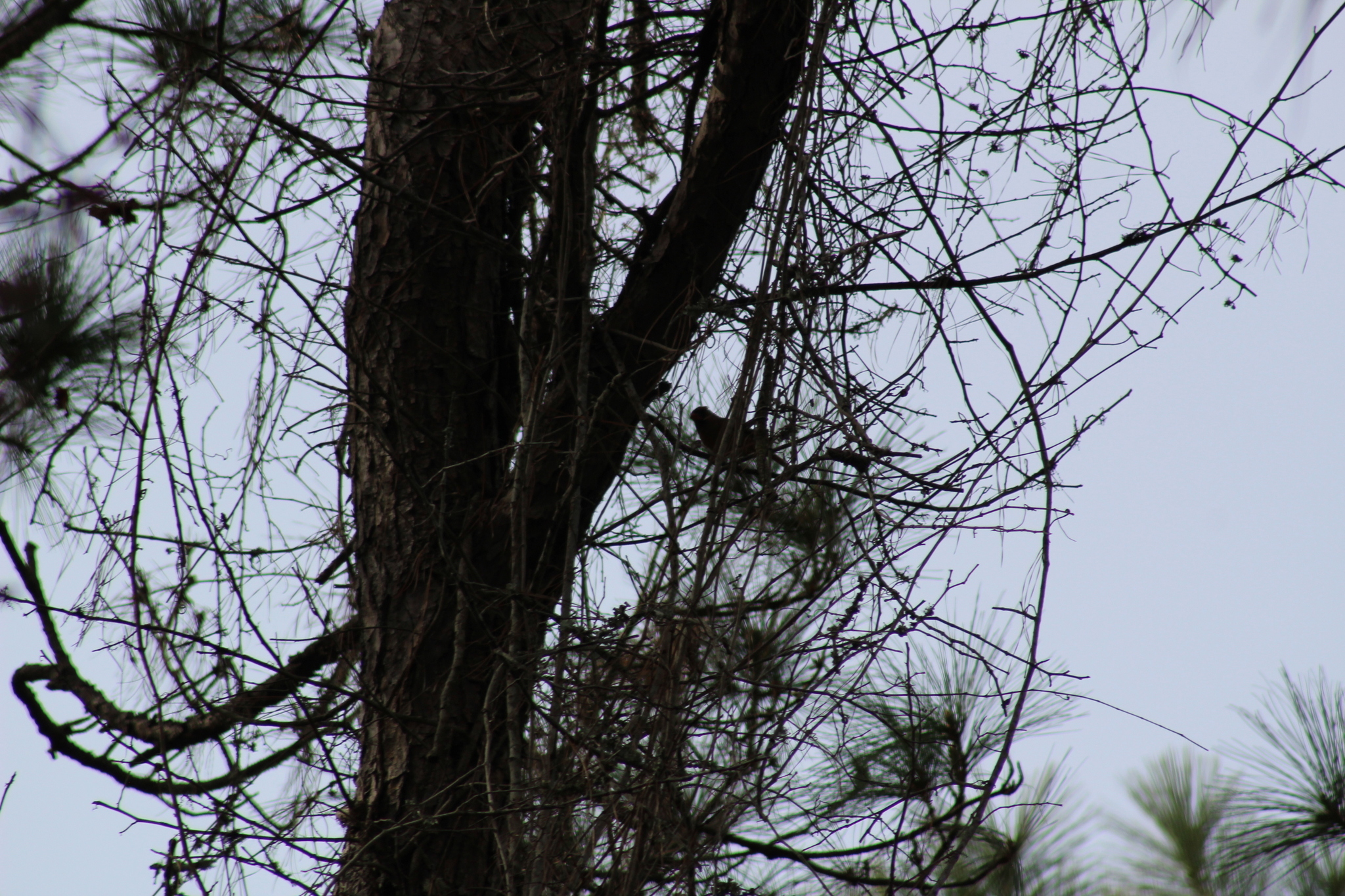 Pine Warbler (Setophaga pinus), photo 10