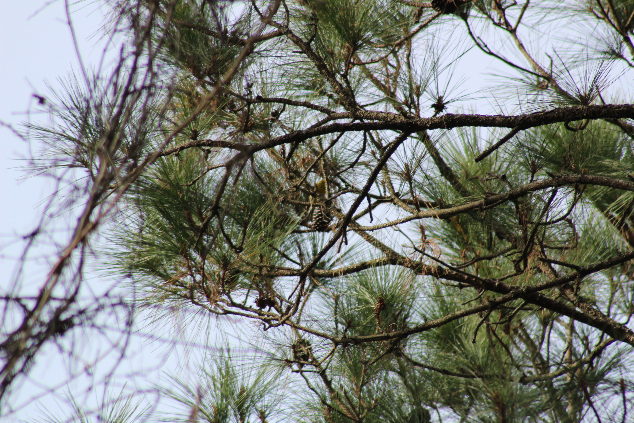 Pine Warbler (Setophaga pinus), photo 4
