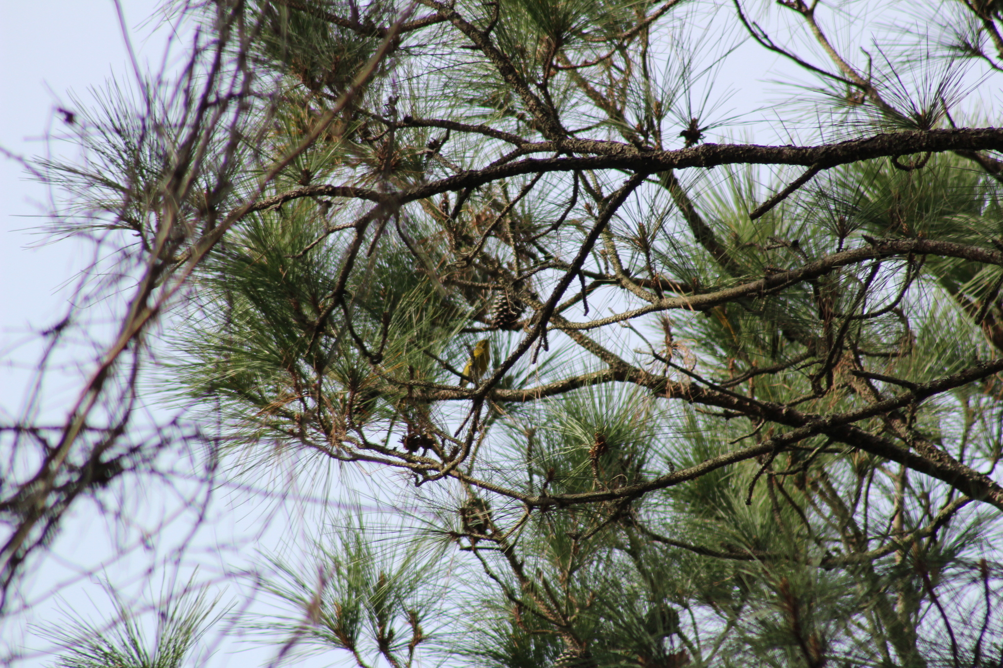Pine Warbler (Setophaga pinus), photo 3