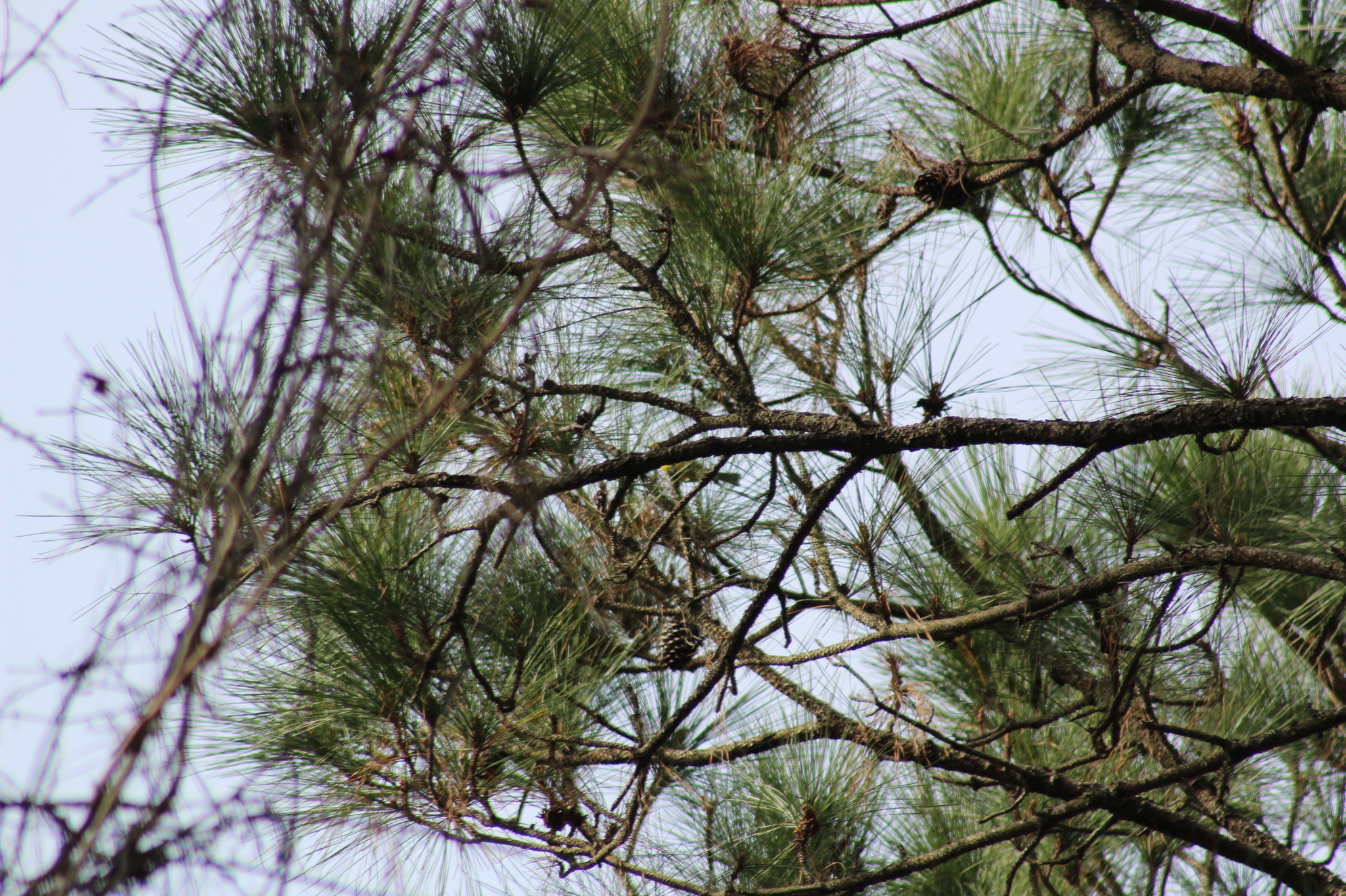 Pine Warbler (Setophaga pinus), photo 7