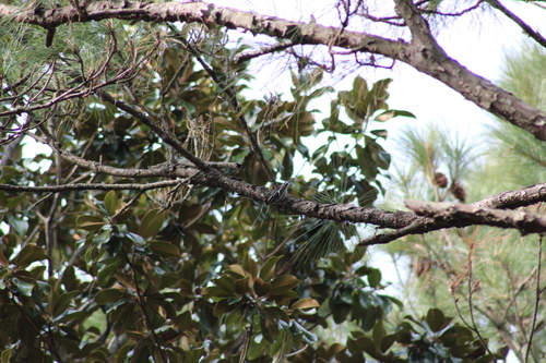Black-and-white Warbler (Mniotilta varia), photo 3