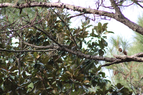 Black-and-white Warbler (Mniotilta varia), photo 4