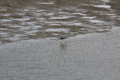 Tricolored Heron (Egretta tricolor), photo 7