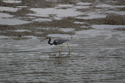 Tricolored Heron (Egretta tricolor), photo 6