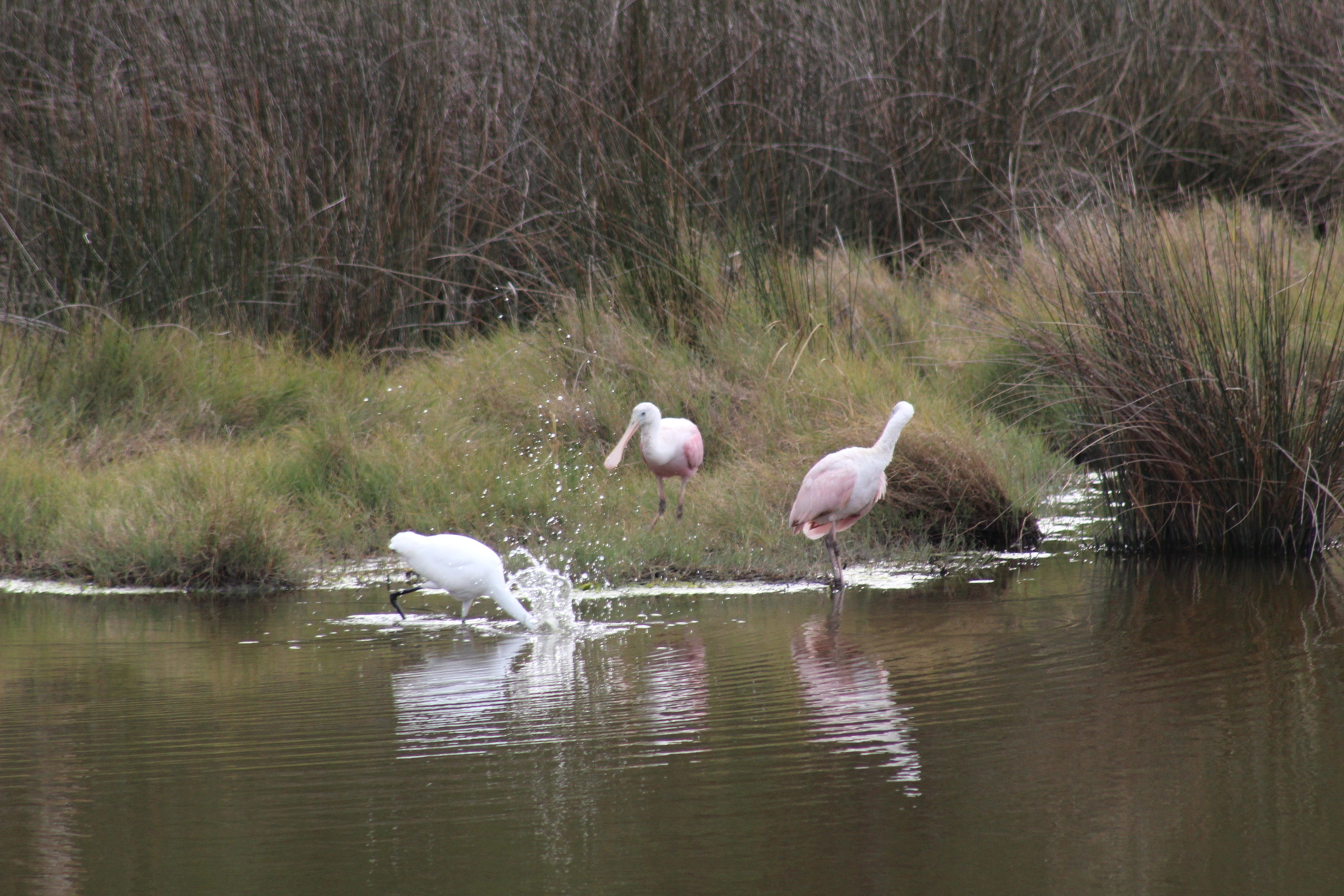 Roseate Spoonbill (Platalea ajaja), photo 3