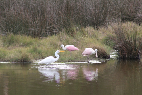 Roseate Spoonbill (Platalea ajaja), photo 4