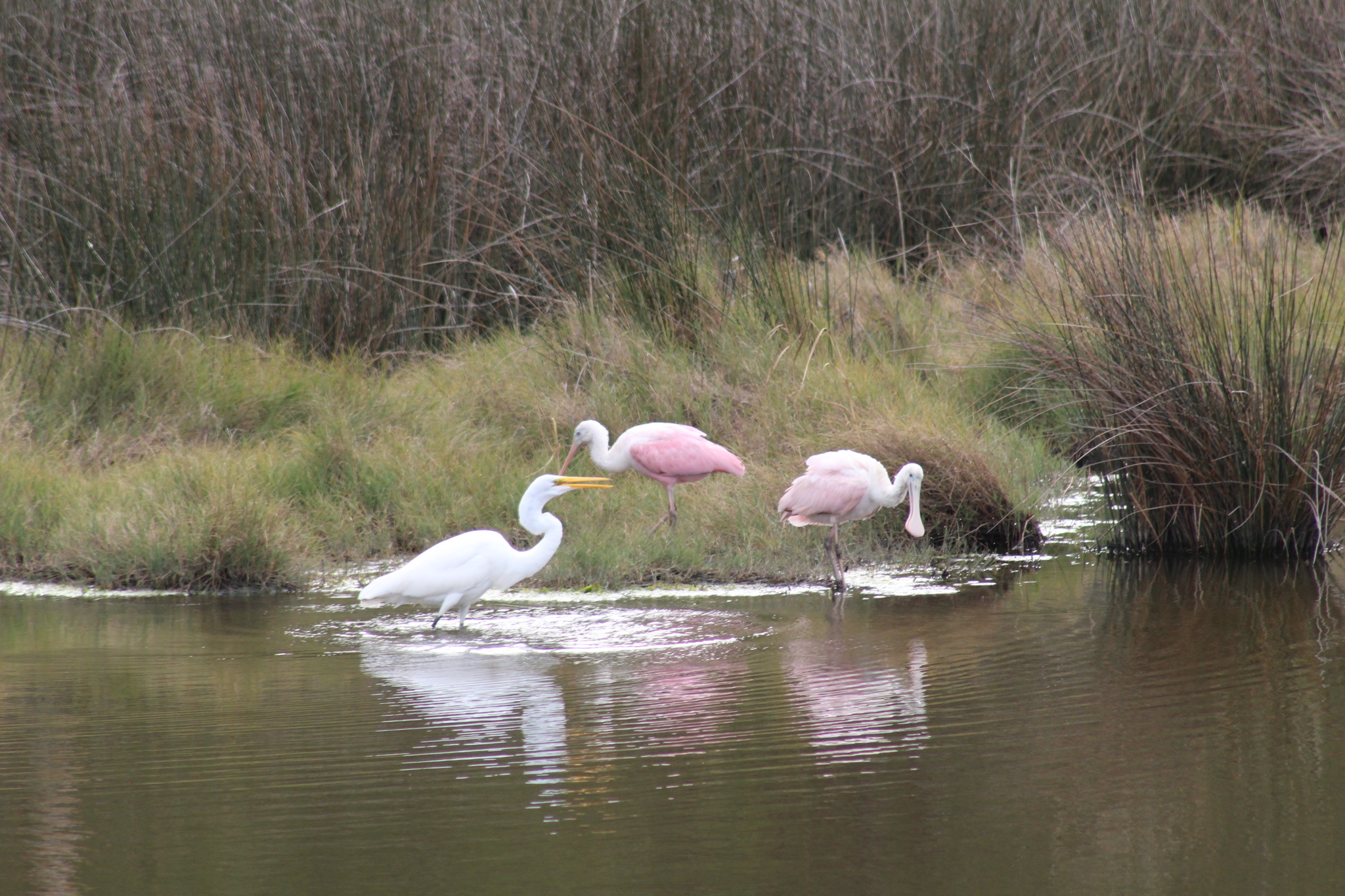 Roseate Spoonbill (Platalea ajaja), photo 4