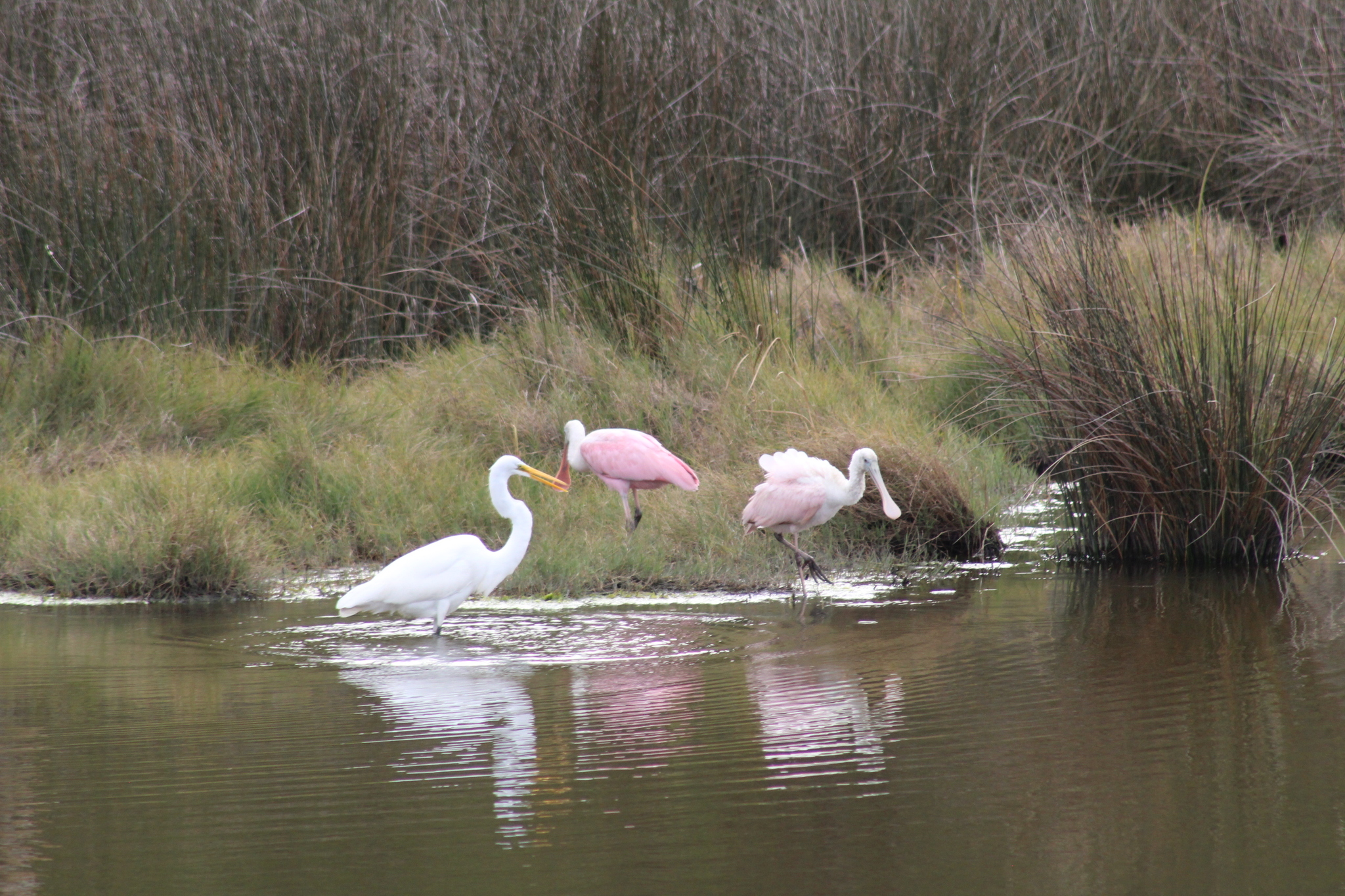 Roseate Spoonbill (Platalea ajaja), photo 8