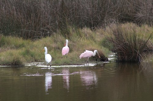 Roseate Spoonbill (Platalea ajaja), photo 10