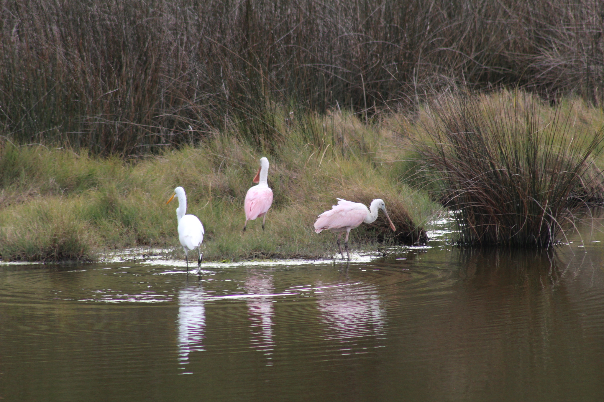 Roseate Spoonbill (Platalea ajaja), photo 10