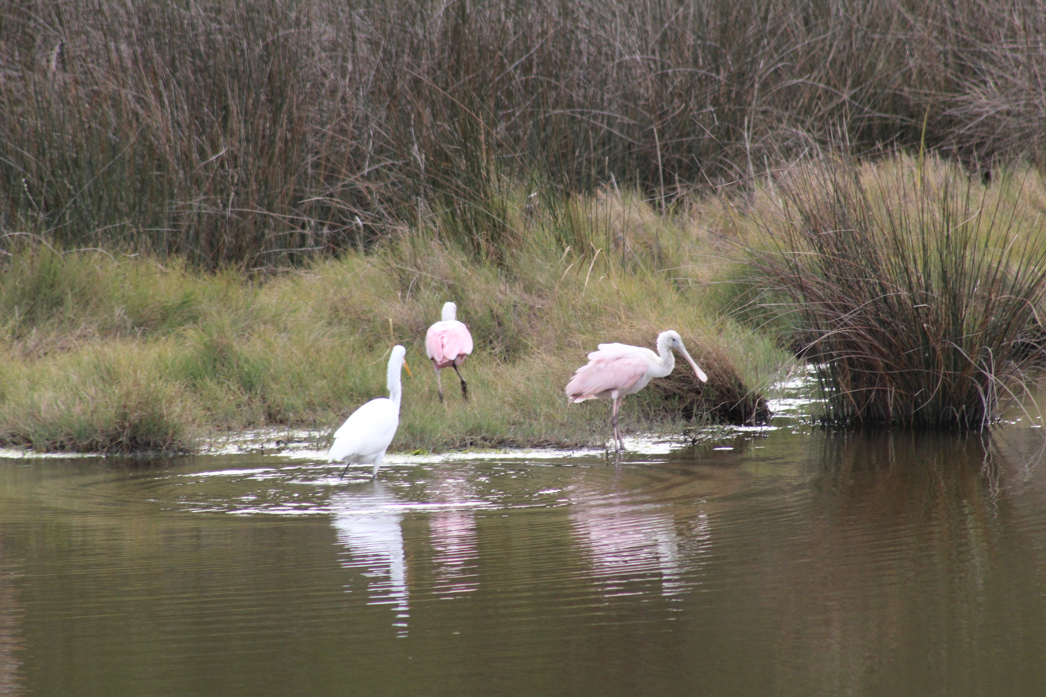 Roseate Spoonbill (Platalea ajaja), photo 9