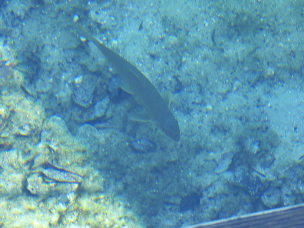 Spotted sucker (Minytrema melanops) — Catostomidae
