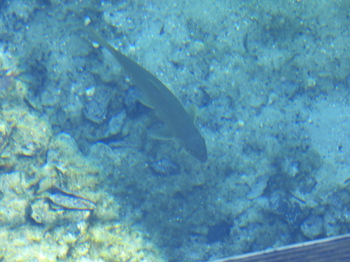 Spotted sucker (Minytrema melanops) — Catostomidae