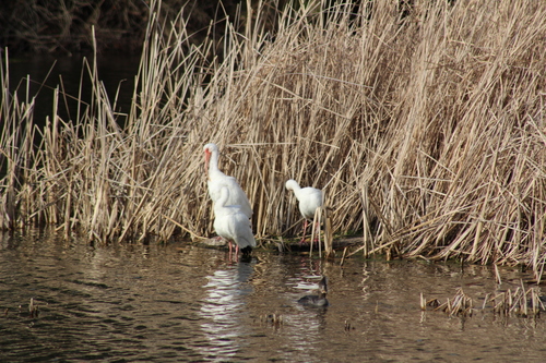 American White Ibis (Eudocimus albus), photo 8