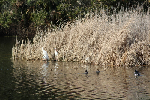 American White Ibis (Eudocimus albus), photo 9