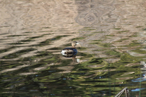Pied-billed Grebe (Podilymbus podiceps), photo 4