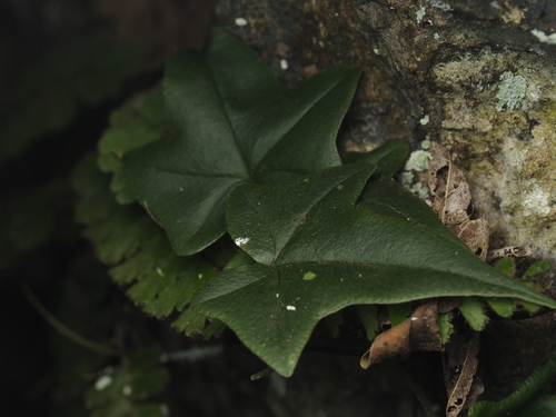 Heart Fern (Mickelopteris cordata)