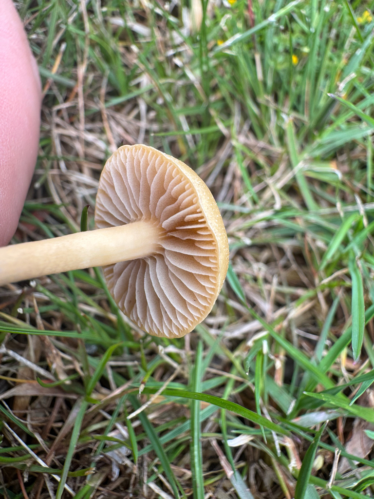 Agrocybe pediades · January 2026 · photo: © davidthompson5 (iNaturalist, cc-by)