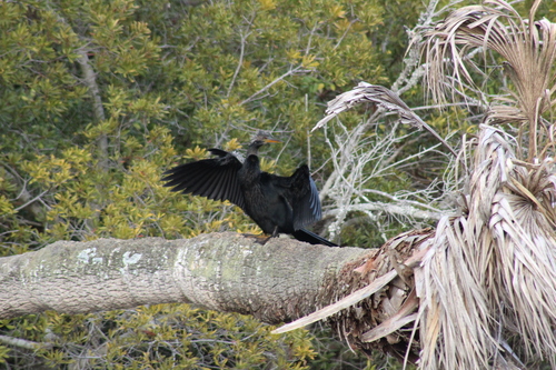 Anhinga (Anhinga anhinga), photo 4