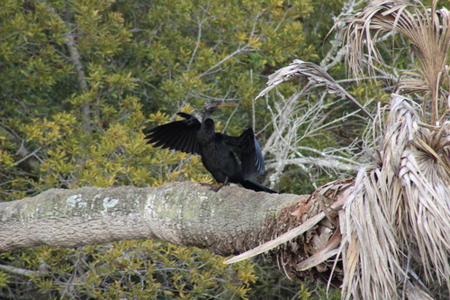 Anhinga (Anhinga anhinga), photo 5