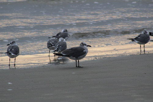 Laughing Gull photographed in South Carolina
