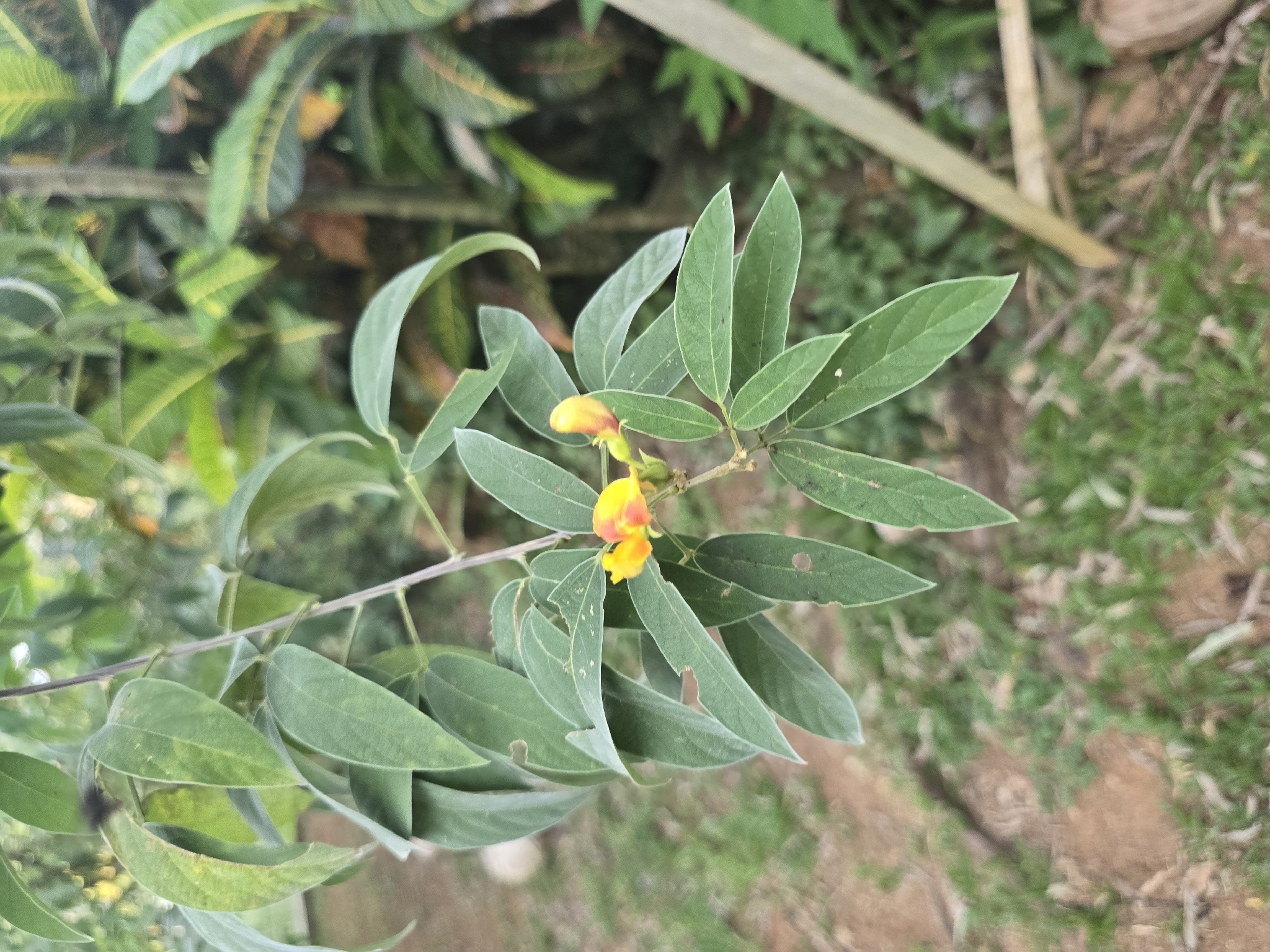 Pigeon pea
