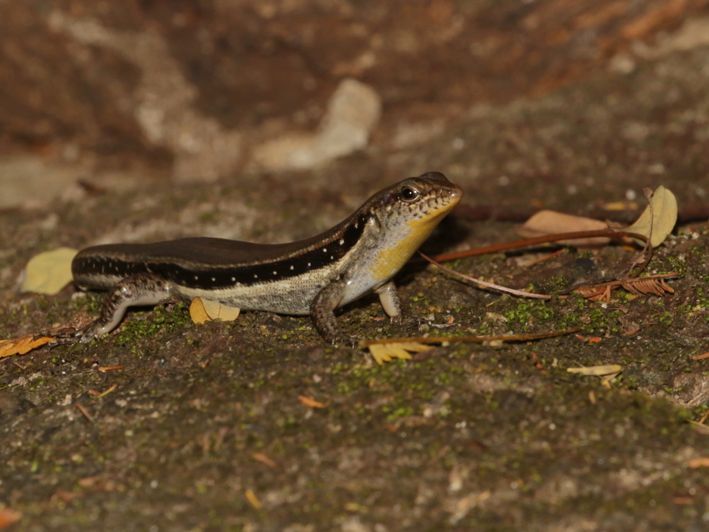 Line-spotted Forest Skink