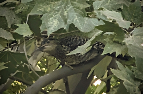 Chilean Flicker (Colaptes pitius)