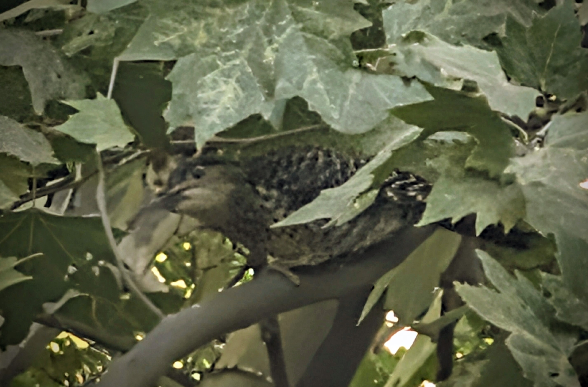 Chilean Flicker (Colaptes pitius), photo 1