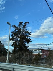 Juniperus virginiana virginiana