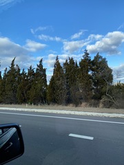 Juniperus virginiana virginiana