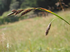 Carex frigida
