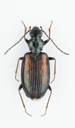 Bembidion conforme