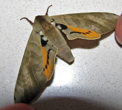 Pseudoclanis postica