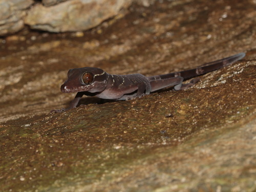 Starry Bent-toed Gecko, Cyrtodactylus astrum