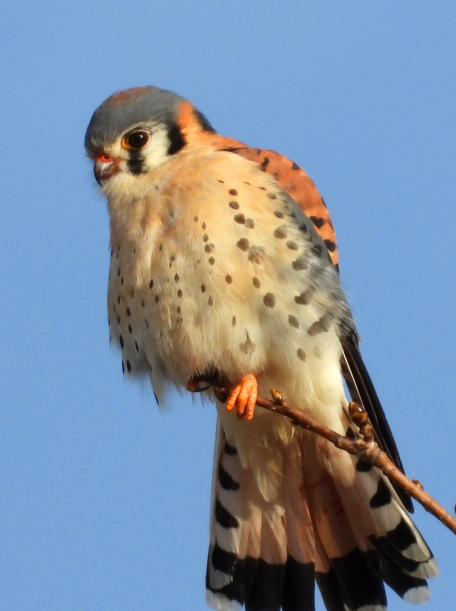 American Kestrel (Falco sparverius), photo 6