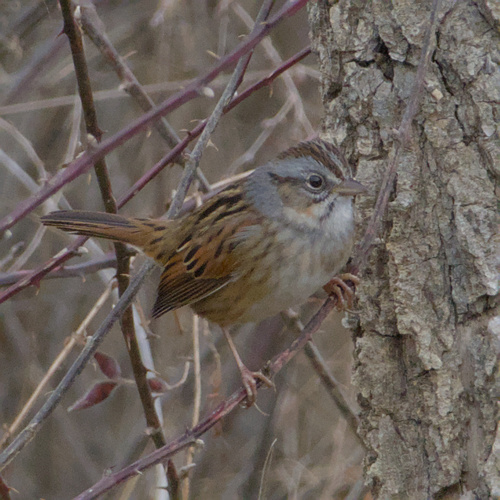 Swamp Sparrow (Melospiza georgiana), photo 3