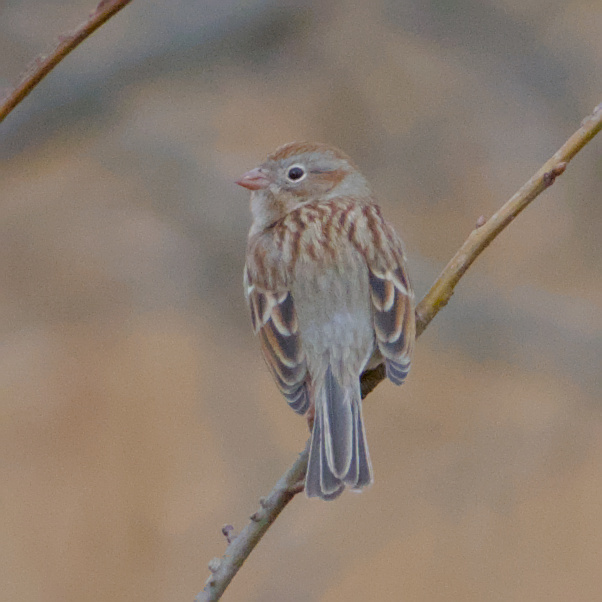 Field Sparrow (Spizella pusilla), photo 4