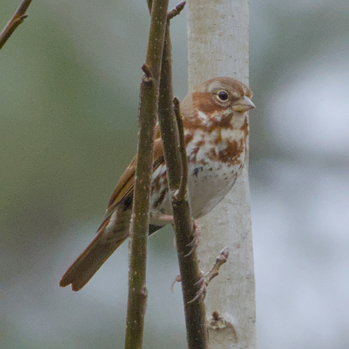 Fox Sparrow (Passerella iliaca), photo 8