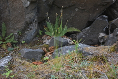 Carex williamsii