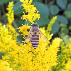 Apis cerana japonica