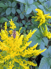 Apis cerana japonica