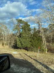 Juniperus virginiana virginiana