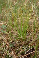 Carex williamsii