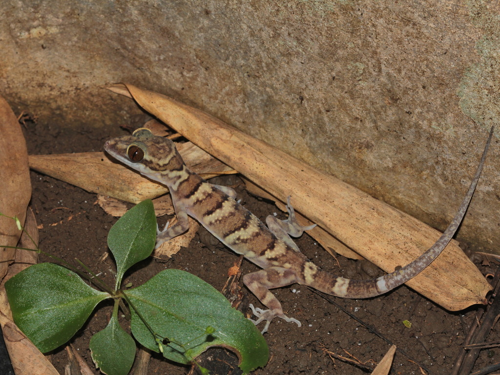 Tiger Bent-toed Gecko