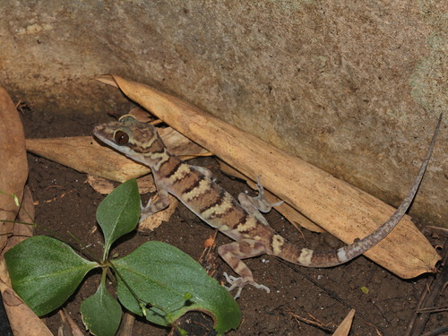 Tiger Bent-toed Gecko