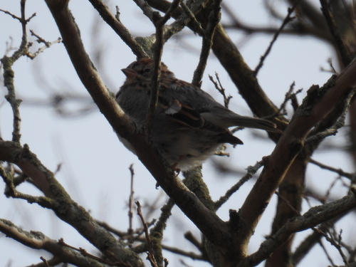 Chipping Sparrow (Spizella passerina), photo 5