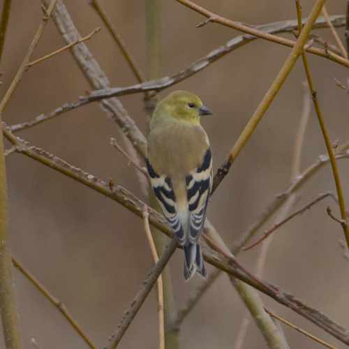 American Goldfinch (Spinus tristis), photo 4